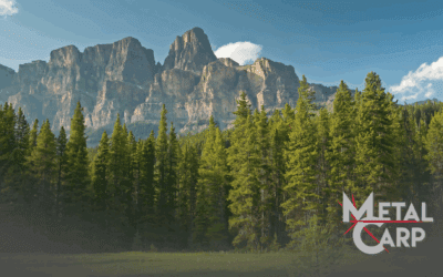 Chiusura estiva Metal Carp 2025